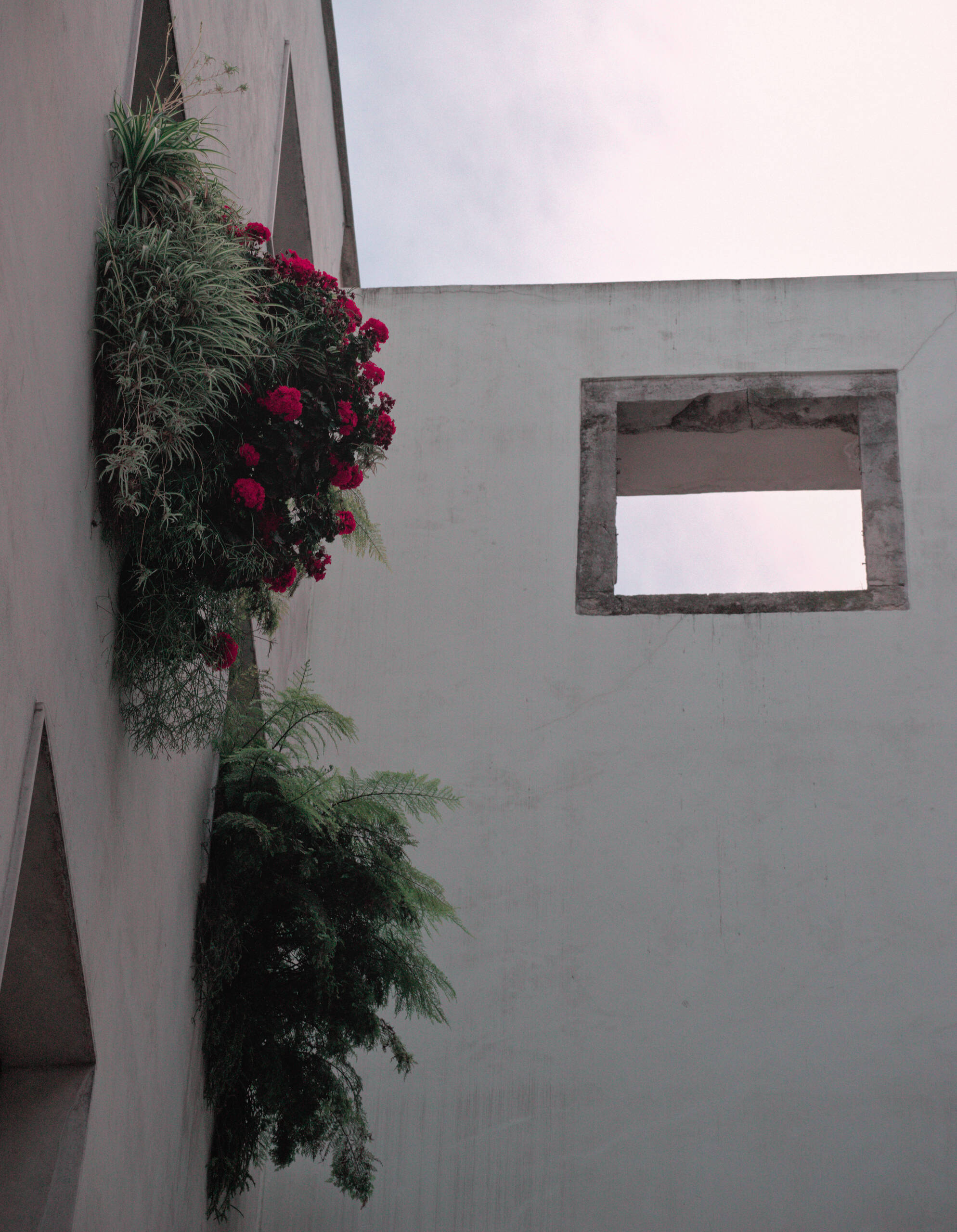An image of flowers on the wall.